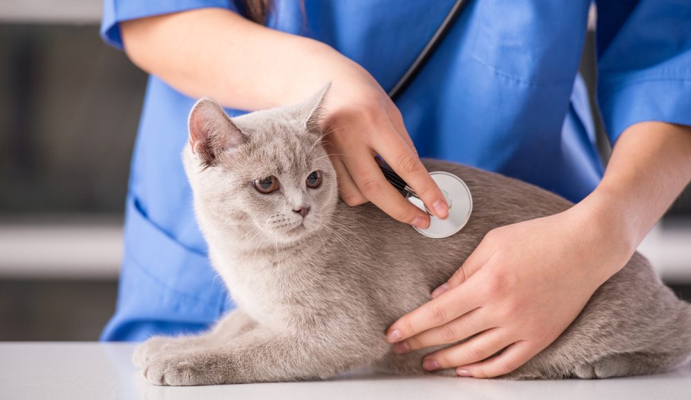 How to Get the Best Possibly Medical Care