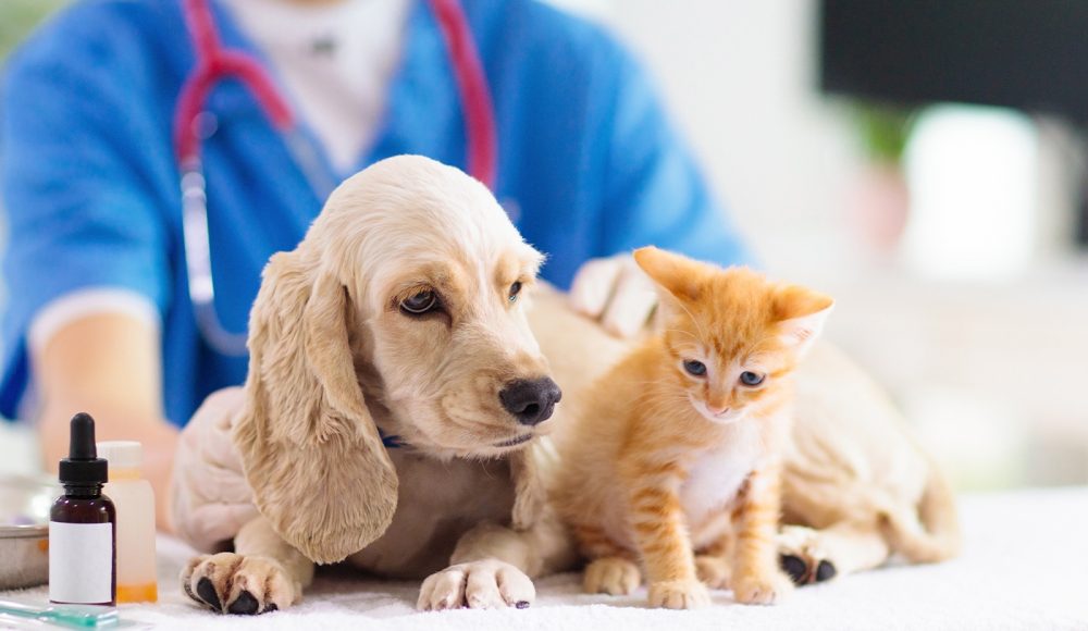 Quality Methods Used Today in Pet Health Care