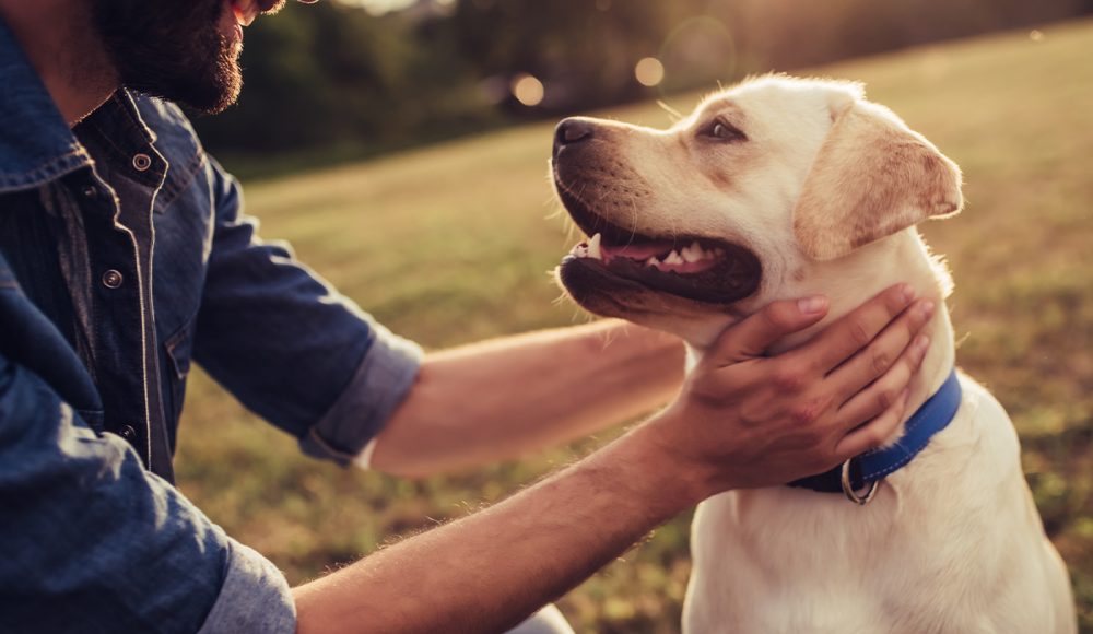 Steps for a Long Happy Pet Life