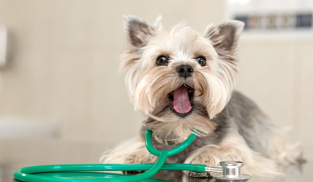 Get the best diagnostic for your little friend