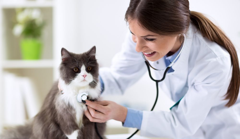 Care of High Quality for Waiting Patients